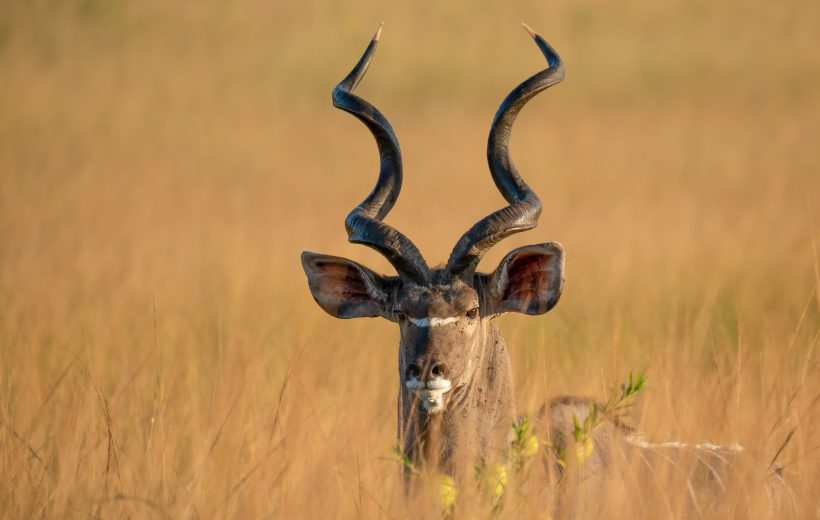 Bardiya Wildlife Safari